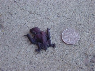the dying bat, US Quarter for perspective