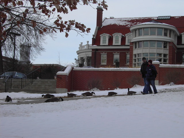 Ice Geese